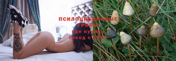 шишки Арсеньев